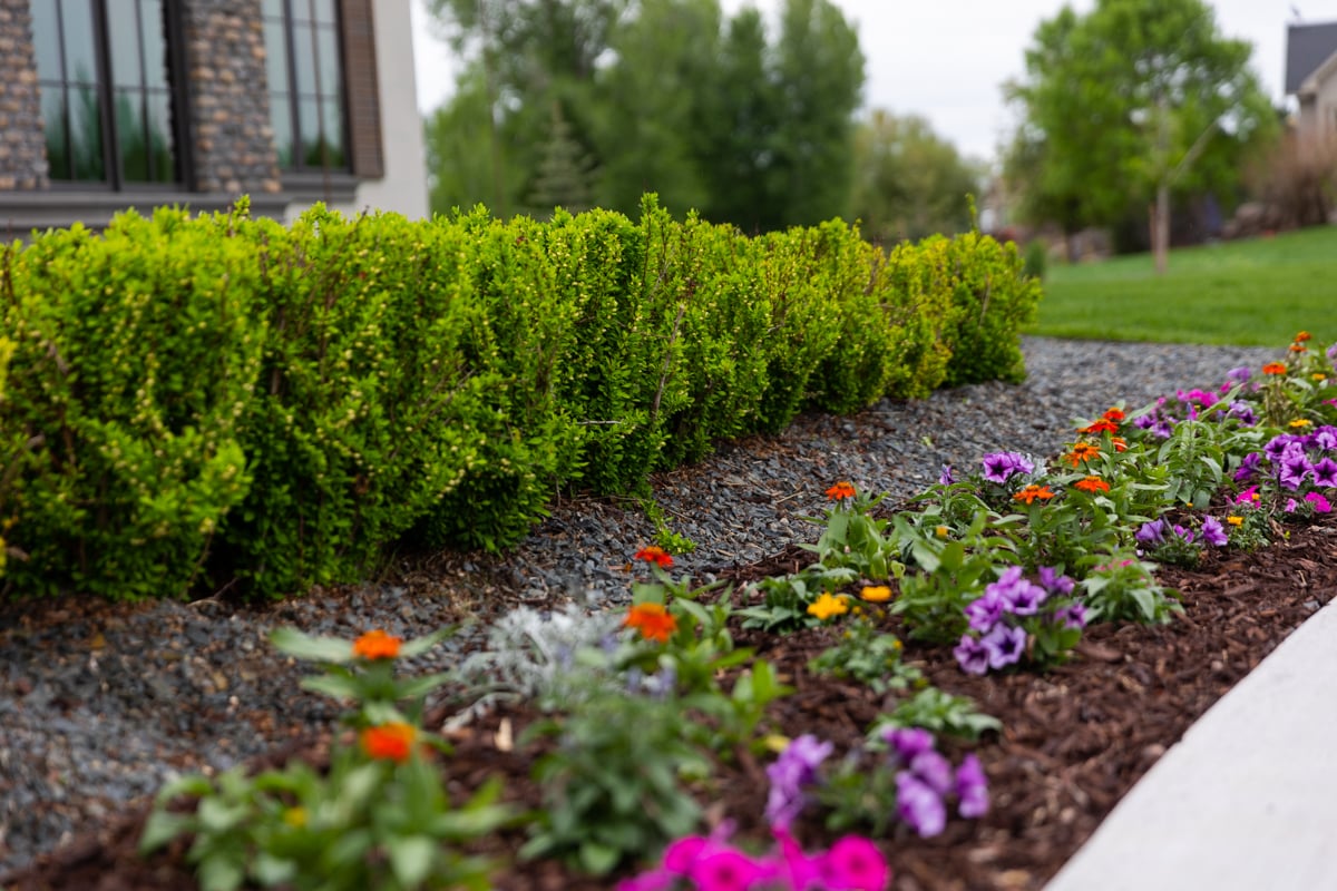 Does Mulch Attract Insects? What You Need to Know